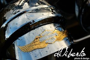 IMG_6122e.jpg